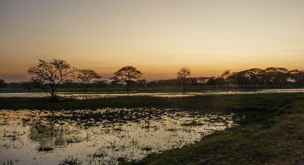 Days 8 to 9: Northern Pacific region - Gulf of Nicoya